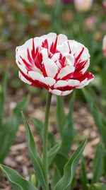 Tulipa 'Carnaval de Nice' (Tulip) - Harding & Bloom