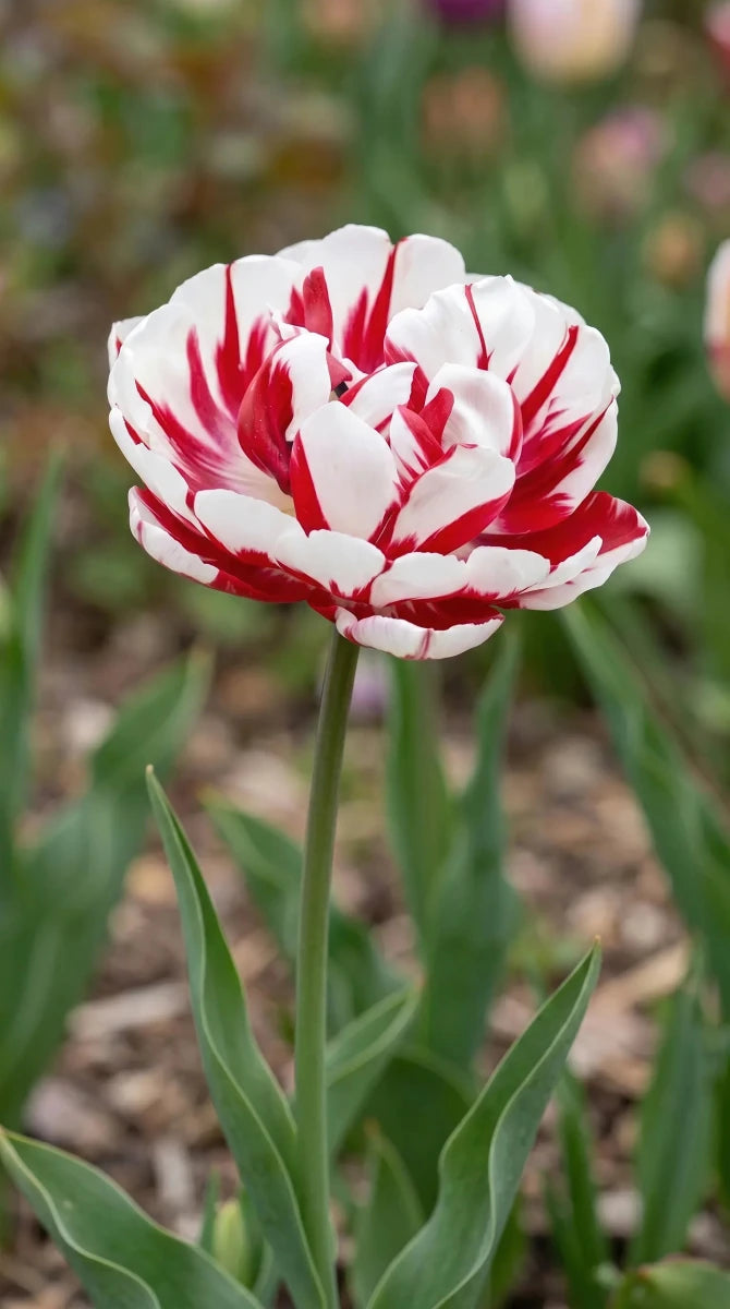 Tulipa 'Carnaval de Nice' (Tulip) - Harding & Bloom