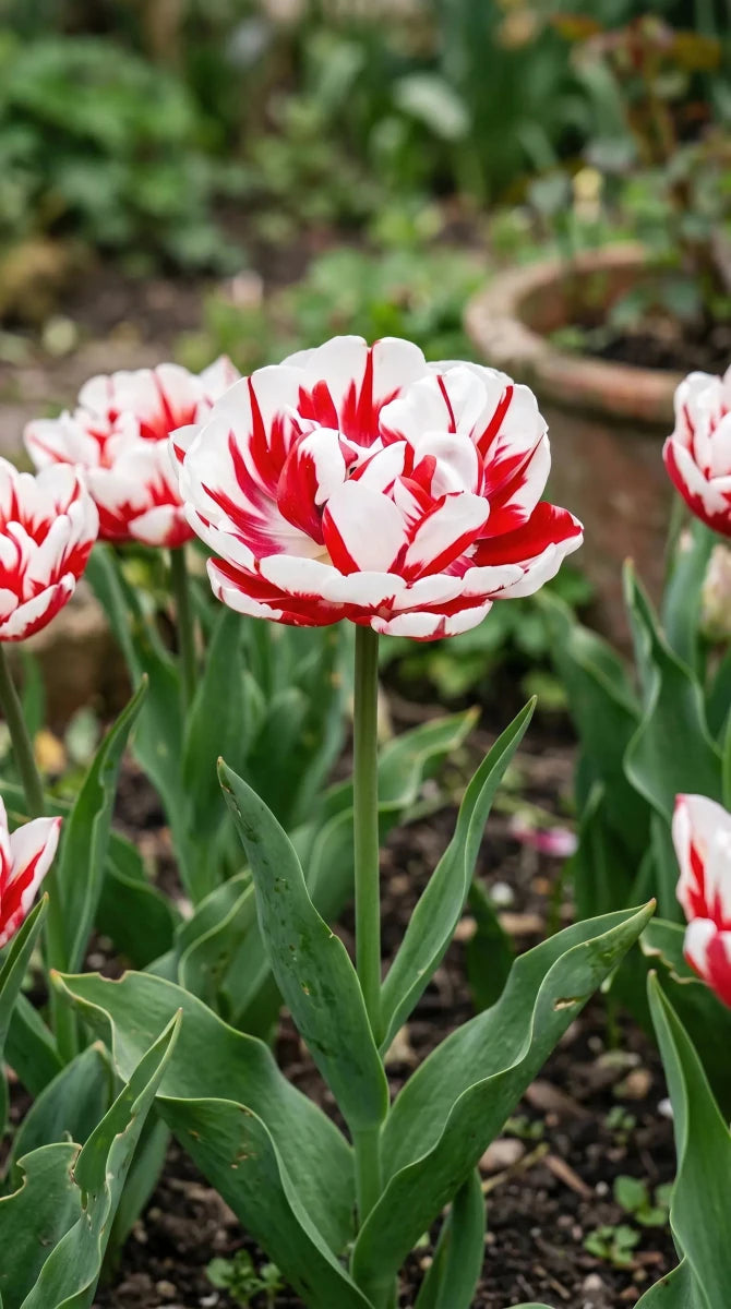 Tulipa 'Carnaval de Nice' (Tulip) - Harding & Bloom