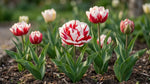 Tulipa 'Carnaval de Nice' (Tulip) - Harding & Bloom