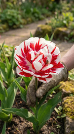 Tulipa 'Carnaval de Nice' (Tulip) - Harding & Bloom