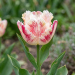 Tulipa 'Blushing Parrot' (Tulip) - Harding & Bloom