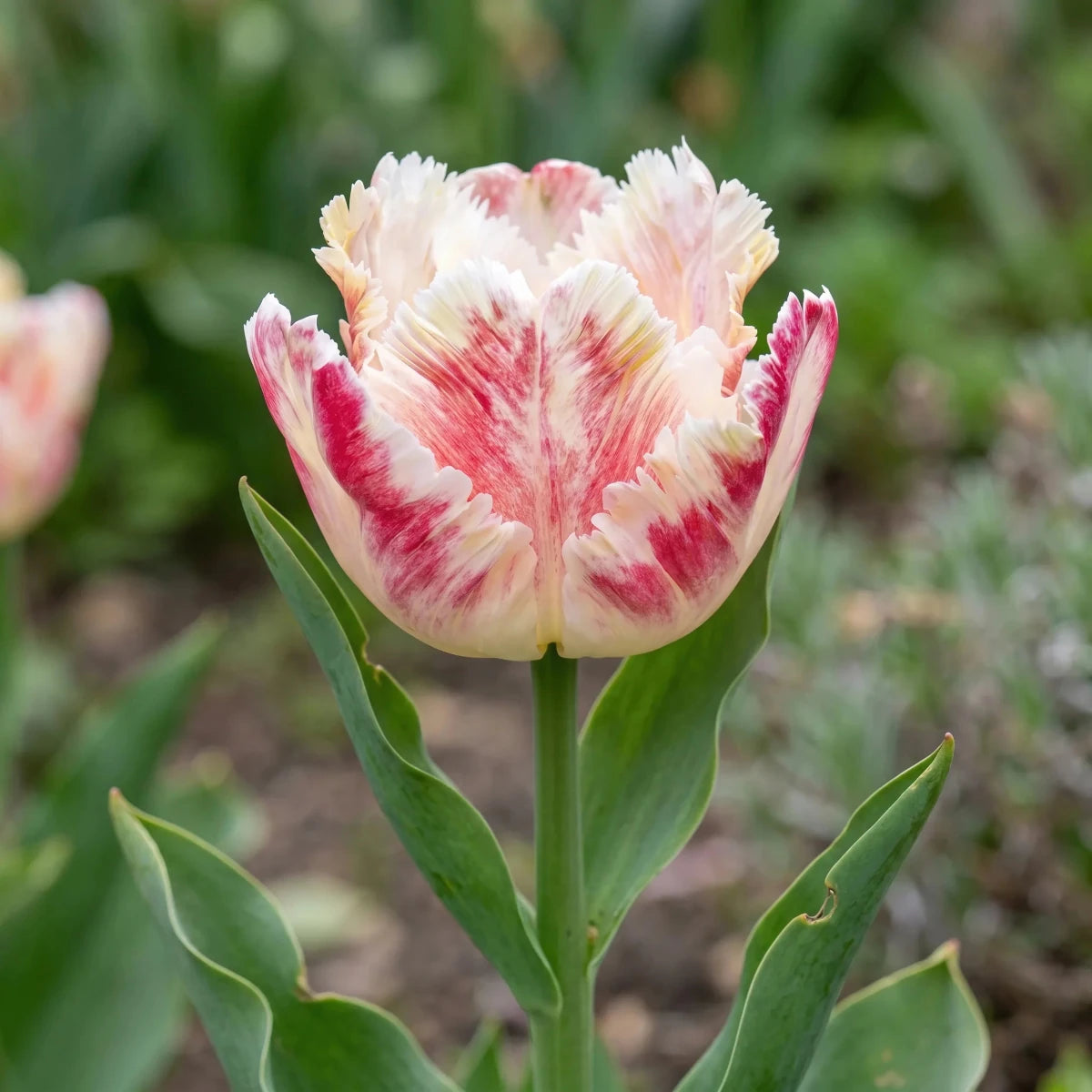 Tulipa 'Blushing Parrot' (Tulip) - Harding & Bloom