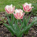 Tulipa 'Blushing Parrot' (Tulip) - Harding & Bloom