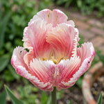 Tulipa 'Blushing Parrot' (Tulip) - Harding & Bloom
