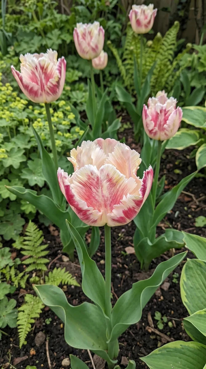Tulipa 'Blushing Parrot' (Tulip) - Harding & Bloom