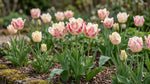Tulipa 'Blushing Parrot' (Tulip) - Harding & Bloom