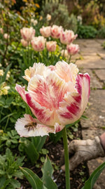 Tulipa 'Blushing Parrot' (Tulip) - Harding & Bloom
