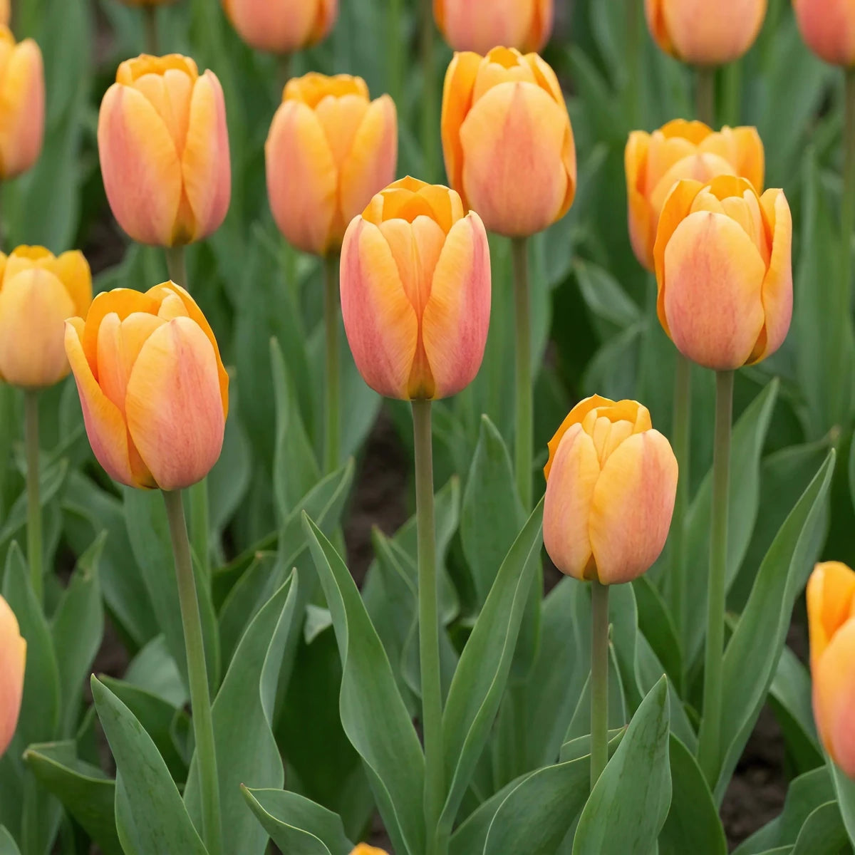 Tulipa 'Blushing Apeldoorn' (Tulip) - Harding & Bloom