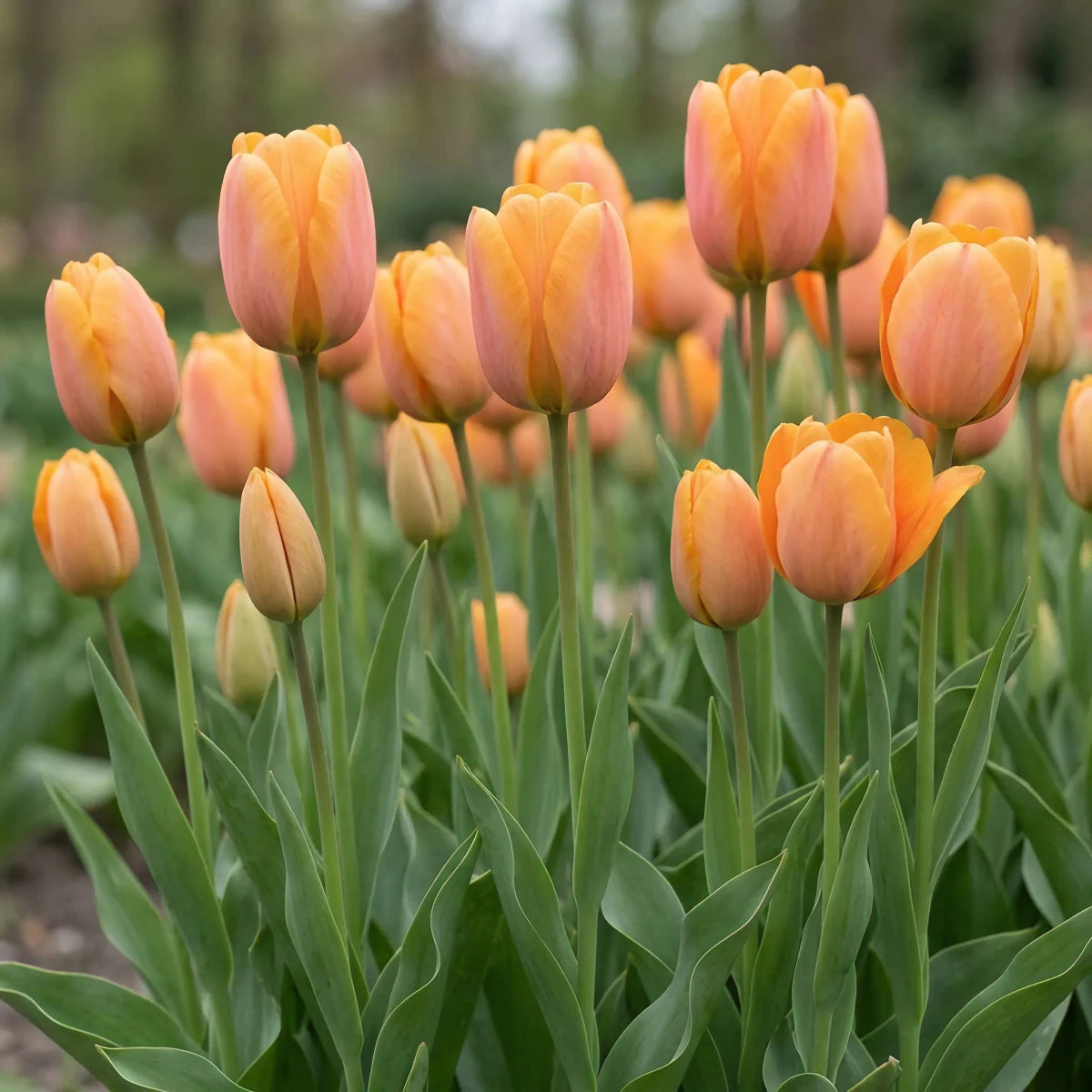 Tulipa 'Blushing Apeldoorn' (Tulip) - Harding & Bloom