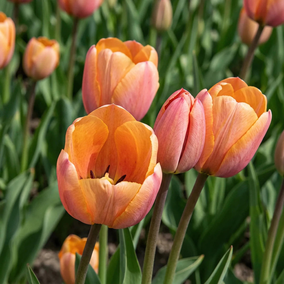 Tulipa 'Blushing Apeldoorn' (Tulip) - Harding & Bloom