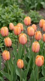 Tulipa 'Blushing Apeldoorn' (Tulip) - Harding & Bloom