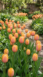 Tulipa 'Blushing Apeldoorn' (Tulip) - Harding & Bloom