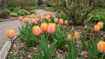 Tulipa 'Blushing Apeldoorn' (Tulip) - Harding & Bloom