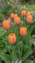 Tulipa 'Blushing Apeldoorn' (Tulip) - Harding & Bloom