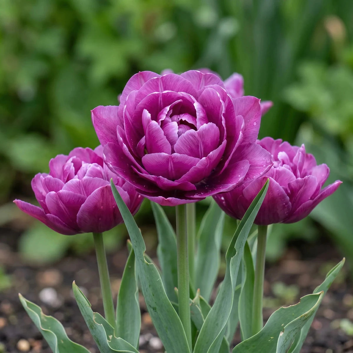 Tulipa 'Blue Spectacle' (tulip) - Harding & Bloom