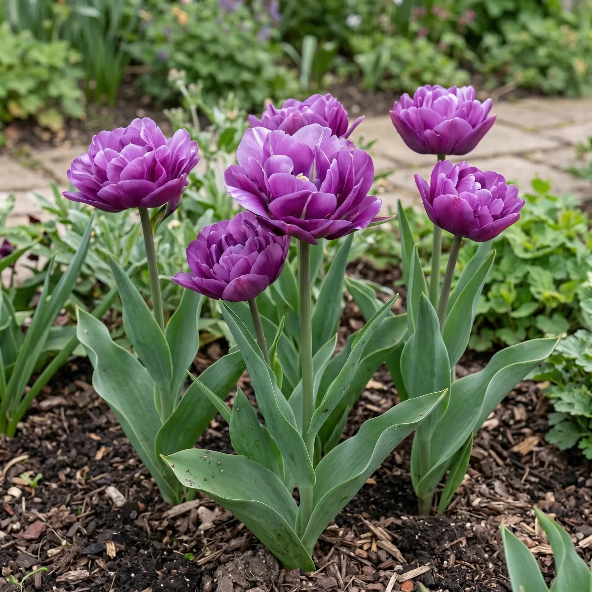 Tulipa 'Blue Spectacle' (tulip) - Harding & Bloom