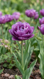 Tulipa 'Blue Spectacle' (tulip) - Harding & Bloom