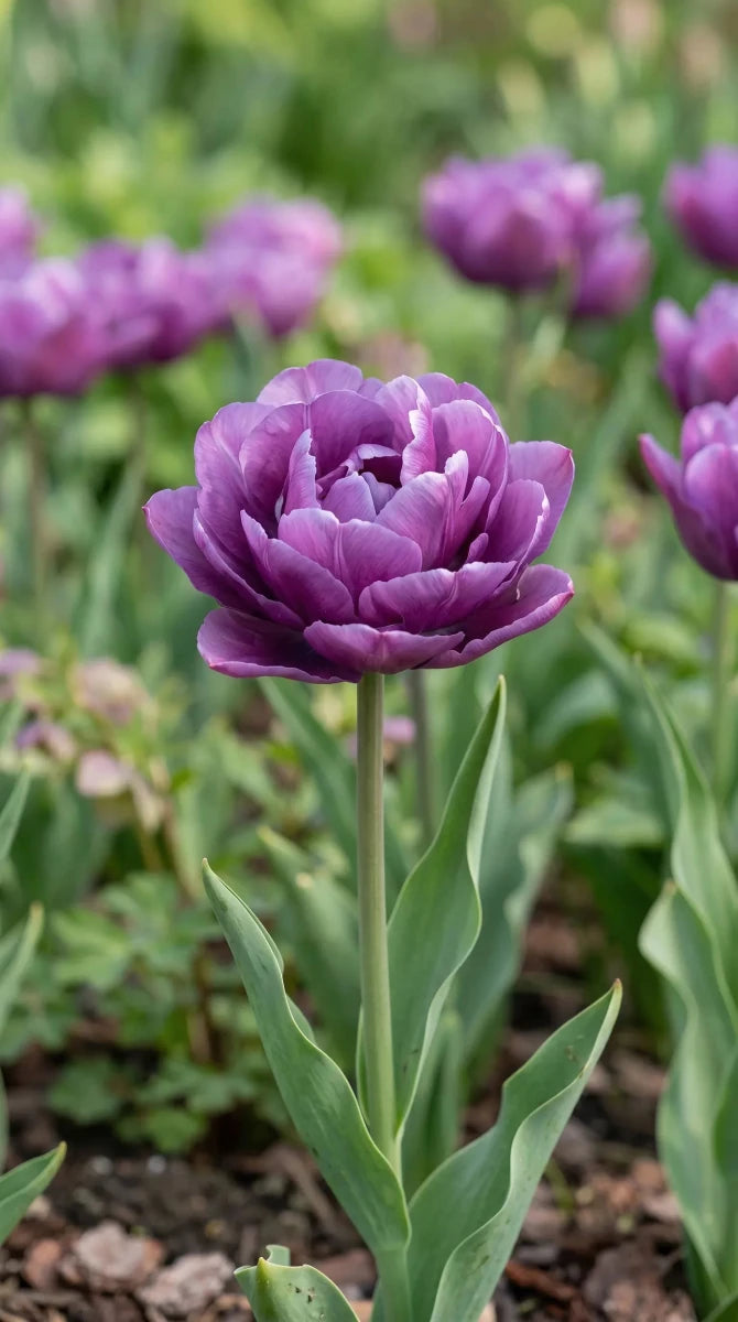 Tulipa 'Blue Spectacle' (tulip) - Harding & Bloom