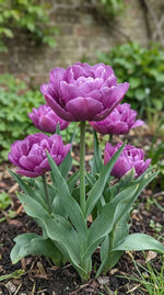 Tulipa 'Blue Spectacle' (tulip) - Harding & Bloom