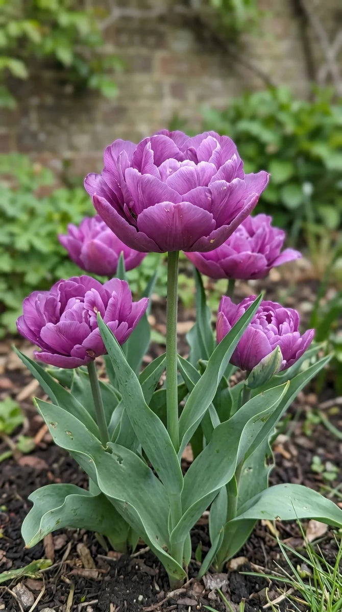Tulipa 'Blue Spectacle' (tulip) - Harding & Bloom