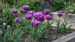 Tulipa 'Blue Spectacle' (tulip) - Harding & Bloom