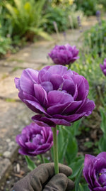 Tulipa 'Blue Spectacle' (tulip) - Harding & Bloom