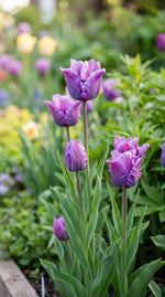 Tulipa 'Blue Parrot' (Parrot tulip) - Harding & Bloom