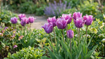 Tulipa 'Blue Parrot' (Parrot tulip) - Harding & Bloom