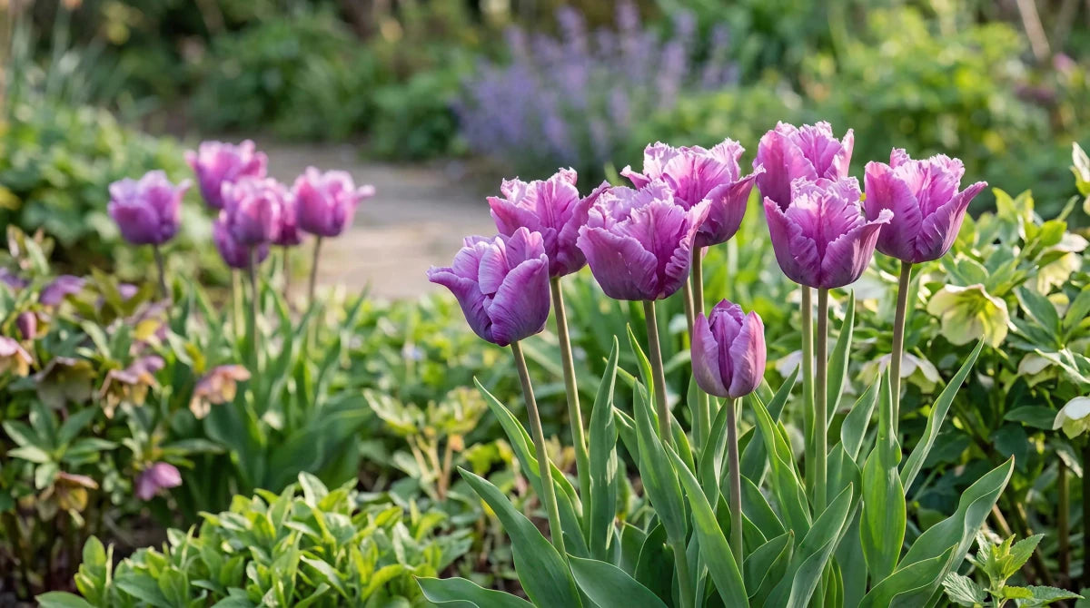 Tulipa 'Blue Parrot' (Parrot tulip) - Harding & Bloom