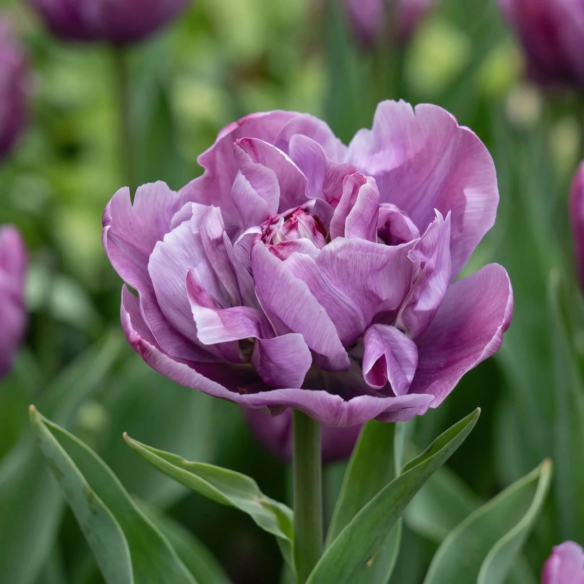 Tulipa 'Blue Diamond' (tulip 'Blue Diamond) - Harding & Bloom