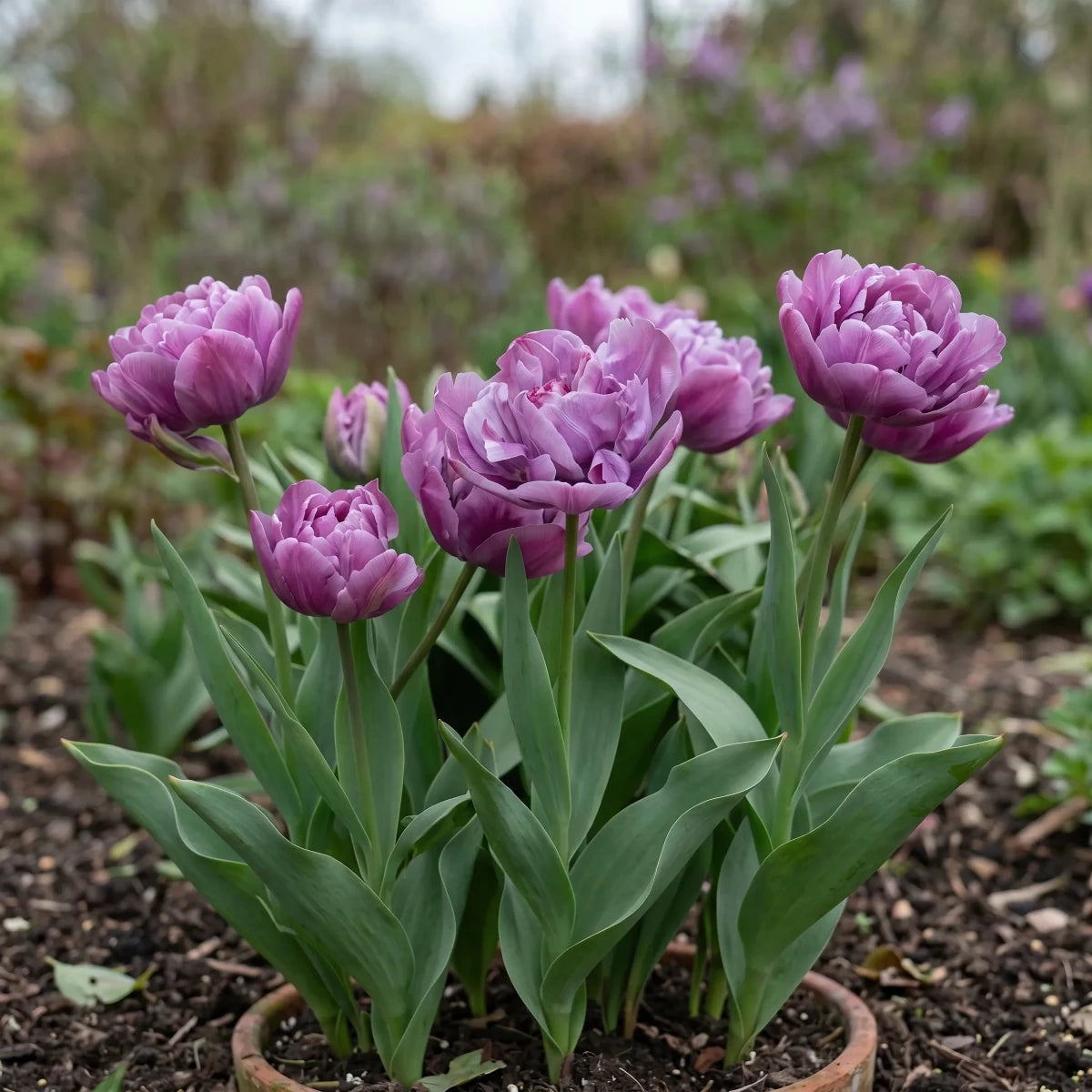 Tulipa 'Blue Diamond' (tulip 'Blue Diamond) - Harding & Bloom