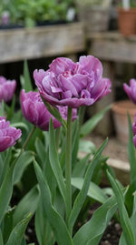 Tulipa 'Blue Diamond' (tulip 'Blue Diamond) - Harding & Bloom