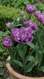Tulipa 'Blue Diamond' (tulip 'Blue Diamond) - Harding & Bloom