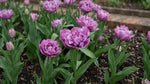 Tulipa 'Blue Diamond' (tulip 'Blue Diamond) - Harding & Bloom