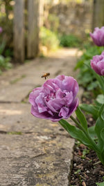Tulipa 'Blue Diamond' (tulip 'Blue Diamond) - Harding & Bloom