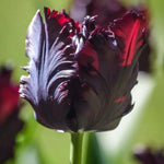 Tulipa 'Black Parrot' (Tulip) - Harding & Bloom