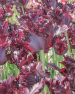 Tulipa 'Black Parrot' (Tulip) - Harding & Bloom