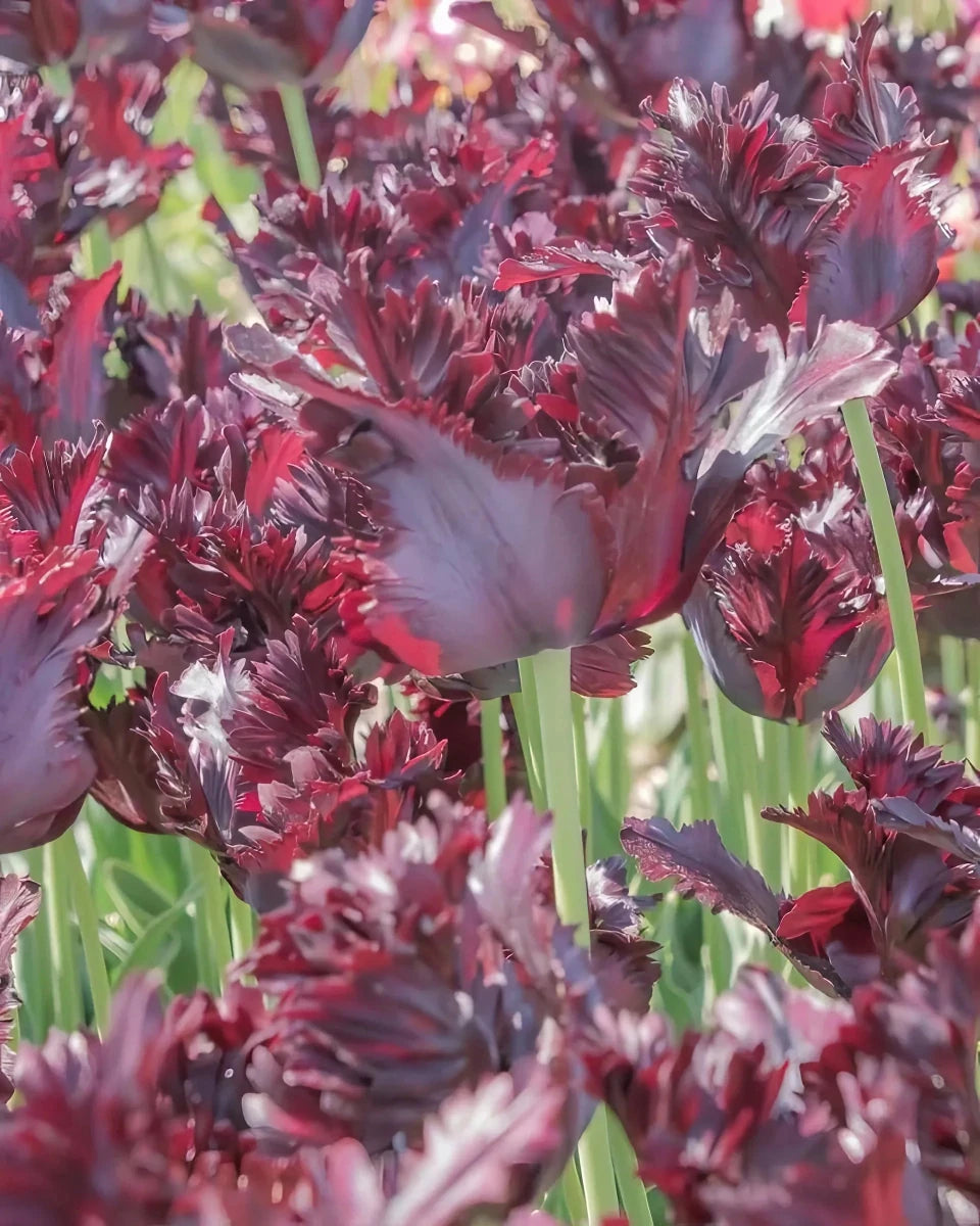 Tulipa 'Black Parrot' (Tulip) - Harding & Bloom