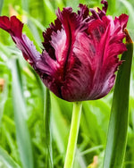 Tulipa 'Black Parrot' (Tulip) - Harding & Bloom