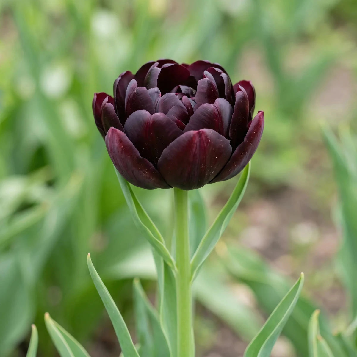 Tulipa 'Black Hero' (tulip) - Harding & Bloom