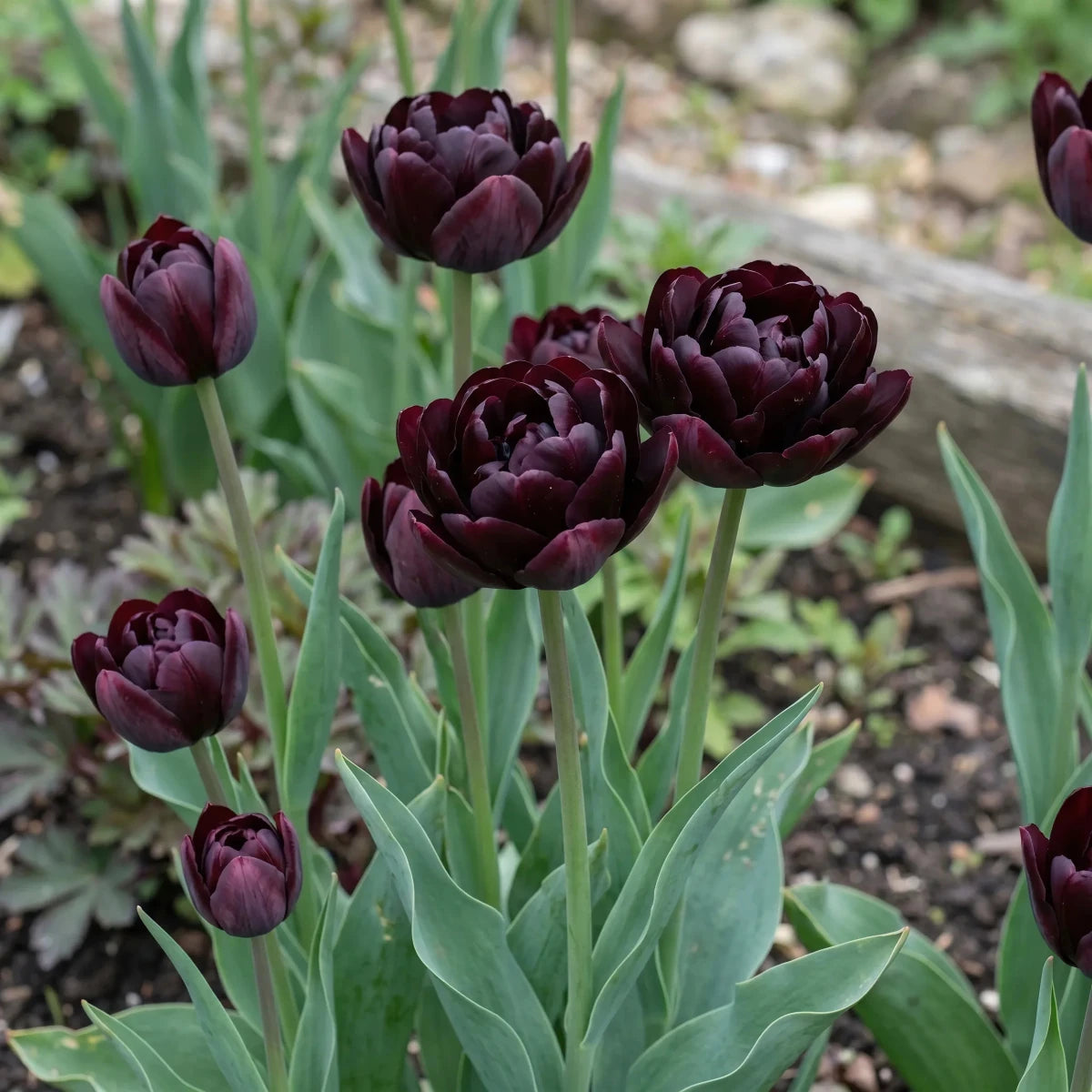 Tulipa 'Black Hero' (tulip) - Harding & Bloom