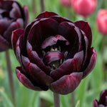 Tulipa 'Black Hero' (tulip) - Harding & Bloom