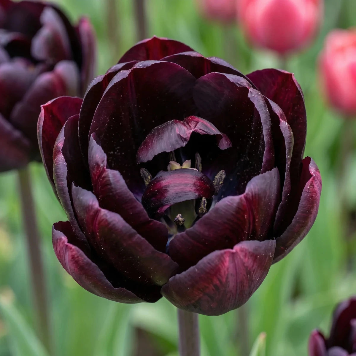 Tulipa 'Black Hero' (tulip) - Harding & Bloom