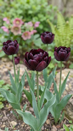 Tulipa 'Black Hero' (tulip) - Harding & Bloom