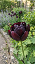Tulipa 'Black Hero' (tulip) - Harding & Bloom