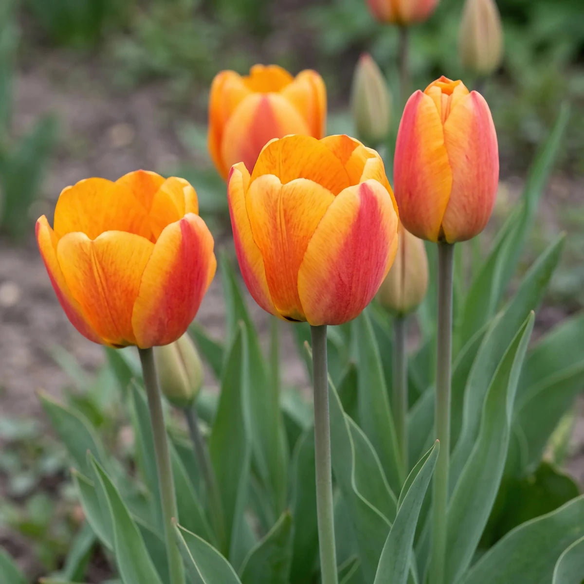 Tulipa 'Beauty of Apeldoorn' (Tulip) - Harding & Bloom