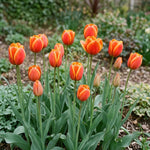 Tulipa 'Beauty of Apeldoorn' (Tulip) - Harding & Bloom