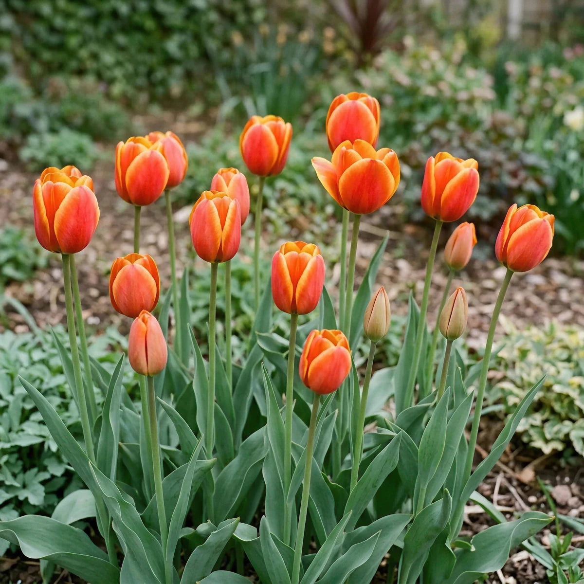 Tulipa 'Beauty of Apeldoorn' (Tulip) - Harding & Bloom