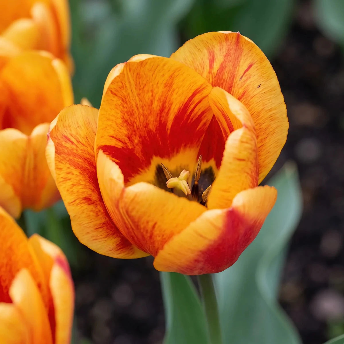 Tulipa 'Beauty of Apeldoorn' (Tulip) - Harding & Bloom